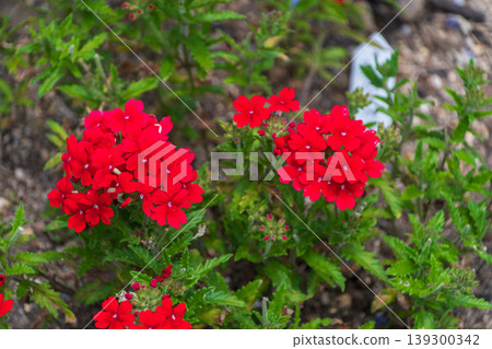 A scene of vibrant red verbenas blooming profusely in a garden in early summer. 139300342
