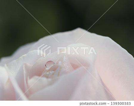 A close-up of a pure dewdrop on a pale pink rose, taken with macro photography in an autumn rose garden. 139300383