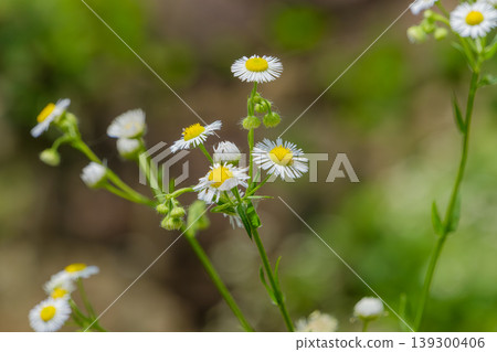 The delicate little white flowers of the fleabane blooming in the field The delicate little white flowers of the fleabane blooming in the field 139300406