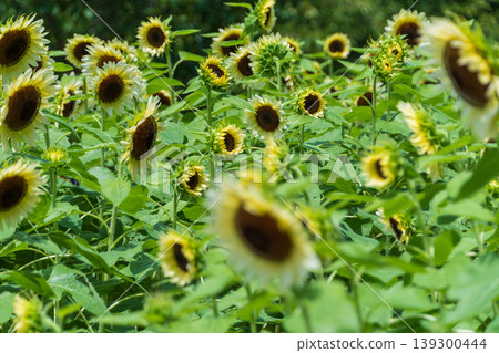 A field of sunflowers in full bloom, brilliantly displaying their beauty under the summer sky. A field of sunflowers in full bloom, brilliantly displaying their beauty under the summer sky. 139300444