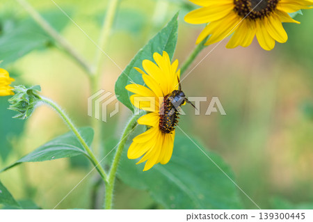 A close-up of bumblebees gathering on a sunflower to sip nectar. 139300445