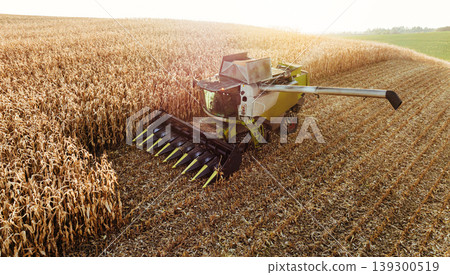 Illuminated by sunlight. Agricultural harvest with combine machines working in a corn field, aerial view Illuminated by sunlight. Agricultural harvest with combine machines working in a corn field, aerial view 139300519