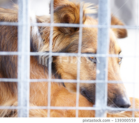 Animal shelter, cage and sad dog in sanctuary waiting for adoption, foster care and rescue. Pets, homeless and closeup of unhappy canine, German shepherd or puppy in charity, welfare and ngo kennel Animal shelter, cage and sad dog in sanctuary waiting for adoption, foster care and rescue. Pets, homeless and closeup of unhappy canine, German shepherd or puppy in charity, welfare and ngo kennel 139300559