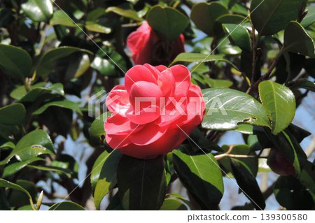 Pink camellia flowers blooming under a blue sky, surrounded by lustrous green leaves. Pink camellia flowers blooming under a blue sky, surrounded by lustrous green leaves. 139300580