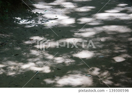 A quiet forest walking path and dirt trail where sunlight filters through the trees. A quiet forest walking path and dirt trail where sunlight filters through the trees. 139300596