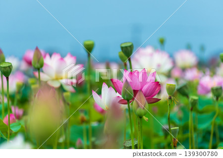 A cluster of pink lotus flowers and buds spreads out under the blue sky. A cluster of pink lotus flowers and buds spreads out under the blue sky. 139300780