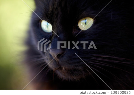 Zoom, face and black cat with serious look for animal view and green eyes outside. Fuzzy, soft and kitten closeup of small curious head with feline and purebred pedigree and adorable pet in garden Zoom, face and black cat with serious look for animal view and green eyes outside. Fuzzy, soft and kitten closeup of small curious head with feline and purebred pedigree and adorable pet in garden 139300925