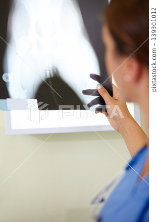 Woman, veterinarian and doctor with xray of animal for examination, tests or diagnosis on injury at vet. Female person, nurse or medical pet professional looking at CT scan or MRI for clinic checkup Woman, veterinarian and doctor with xray of animal for examination, tests or diagnosis on injury at vet. Female person, nurse or medical pet professional looking at CT scan or MRI for clinic checkup 139301012