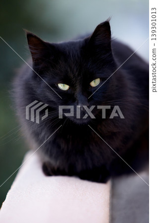 Magic, superstition or bad luck and a black cat closeup with yellow eyes as a domestic animal. Face, kitten or pet and a feline with dark fur looking curious or lazy as a symbol of fear and danger Magic, superstition or bad luck and a black cat closeup with yellow eyes as a domestic animal. Face, kitten or pet and a feline with dark fur looking curious or lazy as a symbol of fear and danger 139301013