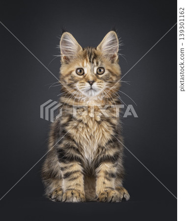 Warm color kitten on black background Warm color kitten on black background 139301162