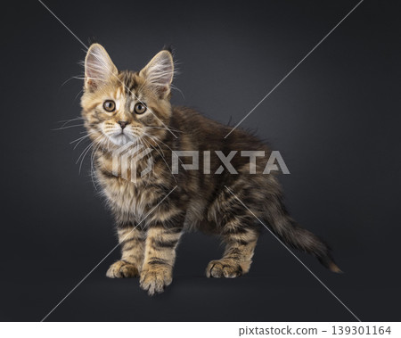 Warm color kitten on black background Warm color kitten on black background 139301164