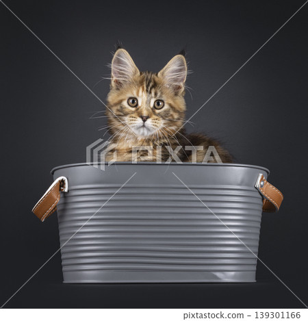 Warm color kitten on black background Warm color kitten on black background 139301166