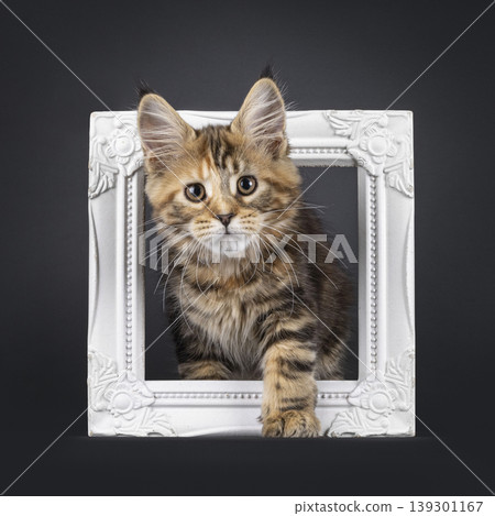 Warm color kitten on black background Warm color kitten on black background 139301167