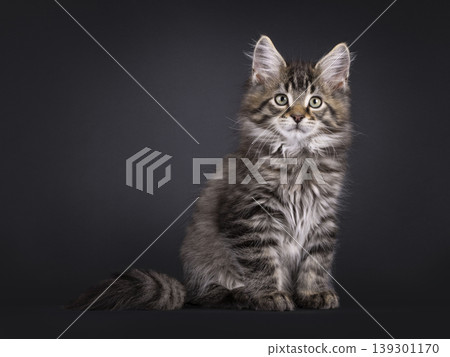 Fluffy kitten on black background Fluffy kitten on black background 139301170