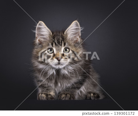 Fluffy kitten on black background Fluffy kitten on black background 139301172