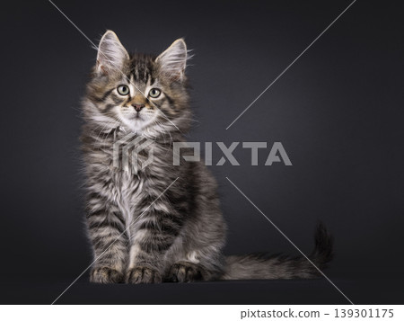 Fluffy kitten on black background Fluffy kitten on black background 139301175