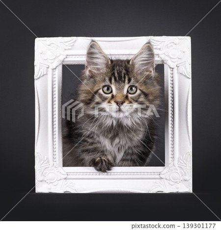 Fluffy kitten on black background 139301177