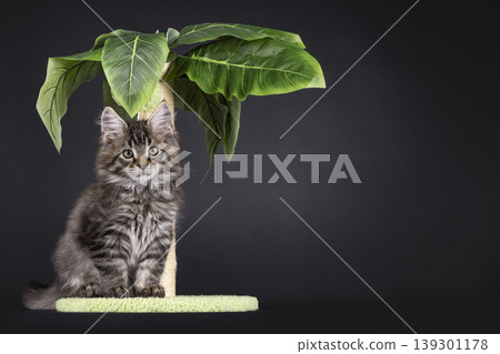 Fluffy kitten on black background Fluffy kitten on black background 139301178