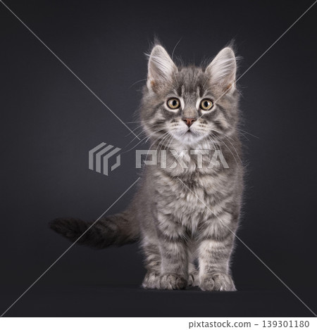 Grey fluffy kittten on black background Grey fluffy kittten on black background 139301180