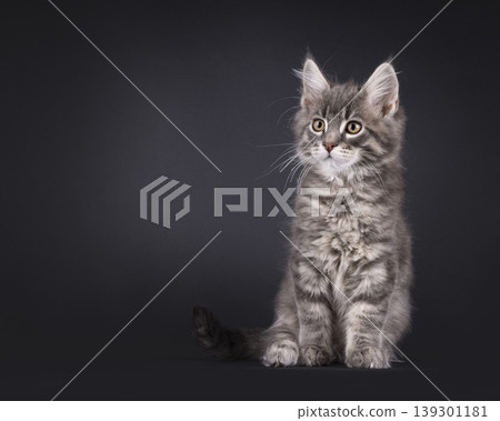 Grey fluffy kittten on black background Grey fluffy kittten on black background 139301181