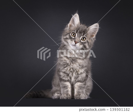 Grey fluffy kittten on black background Grey fluffy kittten on black background 139301182