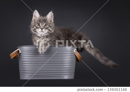 Grey fluffy kittten on black background Grey fluffy kittten on black background 139301188