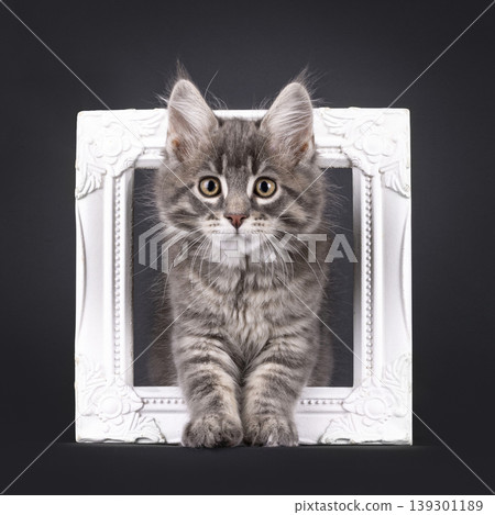 Grey fluffy kittten on black background Grey fluffy kittten on black background 139301189