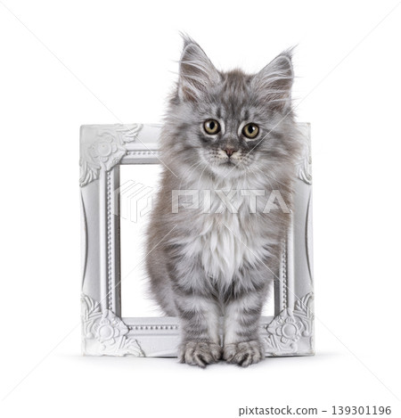 Fluffy expressive cat on white background Fluffy expressive cat on white background 139301196