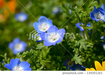 藍色粉蝶花 藍色粉蝶花 139301261