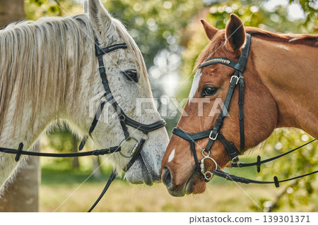 Pets, horses and nature on farm, field and closeup in woods or agriculture with health, wellness and peace. Natural, pasture and equestrian animals in forest, environment or farming countryside. 139301371
