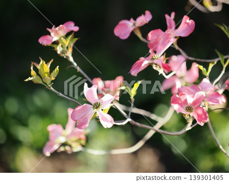 Dogwood trees in full bloom, shining in the sunlight 139301405