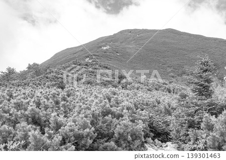 抬頭望向長野縣南阿爾卑斯山脈高仙城岳的山頂(樹線以上,朝著鬱鬱蔥蔥的山脊線)——尋找報紙和雜誌。 抬頭望向長野縣南阿爾卑斯山脈高仙城岳的山頂(樹線以上,朝著鬱鬱蔥蔥的山脊線)——尋找報紙和雜誌。 139301463