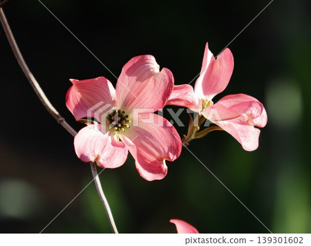 Lovely pink dogwood Lovely pink dogwood 139301602