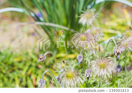 The Pulsatilla cernua (Pasqueflower) has finished blooming; it is an endangered species. The Pulsatilla cernua (Pasqueflower) has finished blooming; it is an endangered species. 139301813