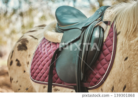 Horse, leather saddle or animal in nature for equestrian game park, riding or countryside. Stallion, strength or colt dressage on appaloosa thoroughbred, rodeo ranch and relax in distance trail walk Horse, leather saddle or animal in nature for equestrian game park, riding or countryside. Stallion, strength or colt dressage on appaloosa thoroughbred, rodeo ranch and relax in distance trail walk 139301868