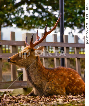 A profile view of a Japanese deer with magnificent antlers; a stag resting on fallen leaves. A profile view of a Japanese deer with magnificent antlers; a stag resting on fallen leaves. 139301876