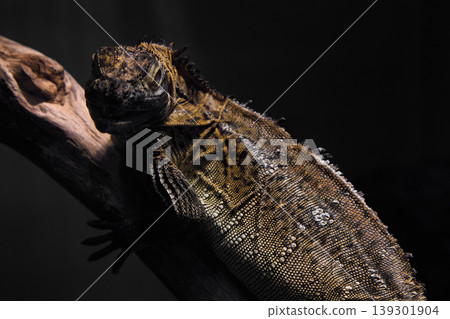 The texture of a lizard emerging from the darkness: A portrait of a sailfin lizard. The texture of a lizard emerging from the darkness: A portrait of a sailfin lizard. 139301904