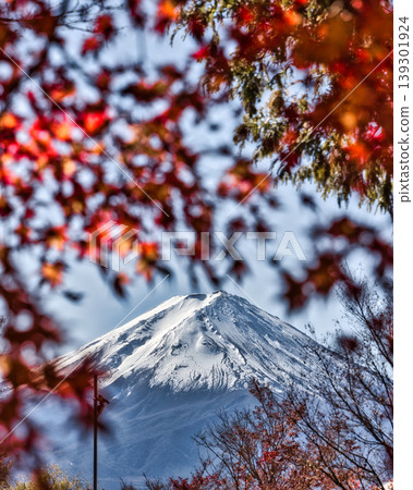 Mount Fuji with its snow-capped peak visible through the autumn foliage: Autumn scenery of Lake Kawaguchi 139301924