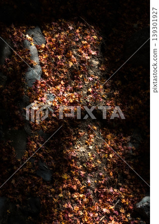 Light shining into the darkness and a carpet of fallen maple leaves adorning the ground. Light shining into the darkness and a carpet of fallen maple leaves adorning the ground. 139301927