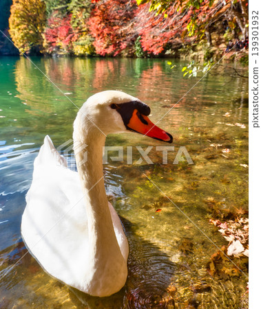 Swans gliding along the lakeshore amidst autumn foliage; their elegant forms enveloped in the colors of autumn. Swans gliding along the lakeshore amidst autumn foliage; their elegant forms enveloped in the colors of autumn. 139301932