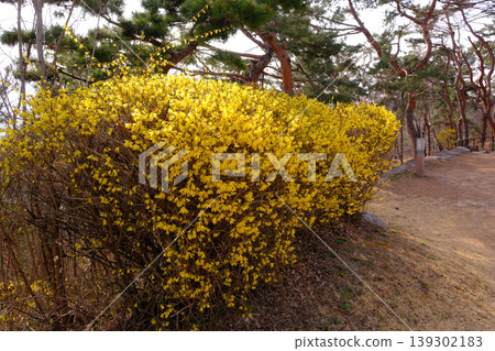 油菜花盛開的小路 油菜花盛開的小路 139302183