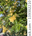 Flowers that bloomed in full glory with the arrival of spring 139302210