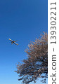 An airplane that took off from a cherry tree 139302211