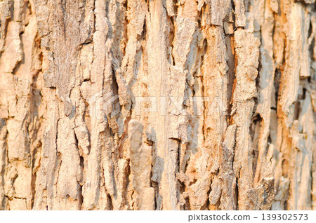 tree bark or bark , Golden shower or Golden shower tree or Indian laburnum or Pudding pine tree or Cassia fistula or old tree or tree texture tree bark or bark , Golden shower or Golden shower tree or Indian laburnum or Pudding pine tree or Cassia fistula or old tree or tree texture 139302573