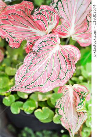 Caladium bicolor ,Araceae or Caladium or Fancy leaf Caladium or Angel Wings or pink leaf or pink plant Caladium bicolor ,Araceae or Caladium or Fancy leaf Caladium or Angel Wings or pink leaf or pink plant 139302574