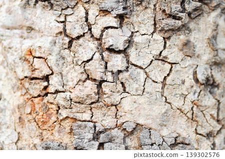 tree bark or bark , Golden shower or Golden shower tree or Indian laburnum or Pudding pine tree or Cassia fistula or old tree or tree texture 139302576