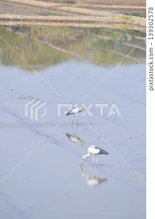 Anastomus oscitans, Asian openbill or Asian Openbill stork or Ciconia boyciana or Oriental stork or bird Anastomus oscitans, Asian openbill or Asian Openbill stork or Ciconia boyciana or Oriental stork or bird 139302578