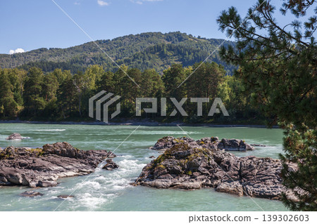 A rocky river with turquoise rapids flows past a pine forest. Katun river, Altay A rocky river with turquoise rapids flows past a pine forest. Katun river, Altay 139302603