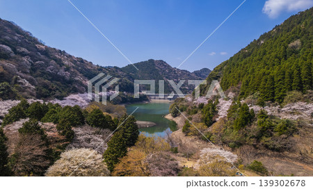 [Aerial view] Awaji Island, Hyogo Prefecture: Cherry blossoms in full bloom at Yuzuruha Dam and the emerald green lake surface - a spectacular spring scene. 139302678