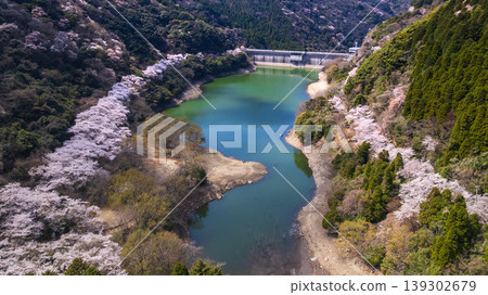 [Drone View] Awaji Island, Yuzuruha Dam: The contrast between the cherry blossom trees lining the lakeshore and the blue lake water. 139302679